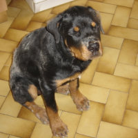 a jouer pendant des heures avec mon amis aramis dog allemand regarder dans l'etat que je suis !!!!