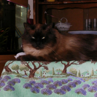 Photo #183805 de Mozart