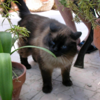 Photo #183807 de Mozart