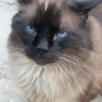 Photo #183809 de Mozart