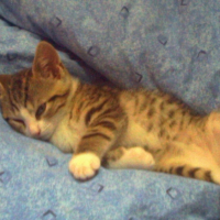 Photo #183835 de Bambou