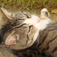 Photo #183842 de Bambou