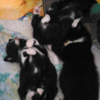 Photo #183893 de Capucine