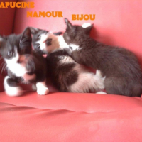 Photo #183895 de Capucine