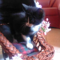 Photo #183896 de Capucine
