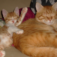 Photo #183972 de Nesta