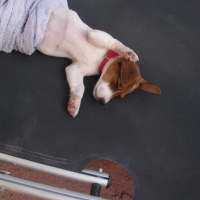 Photo #183980 de Etoile