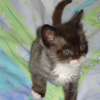 Photo #184001 de Banzaii