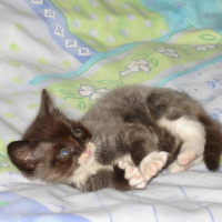 Photo #184003 de Banzaii