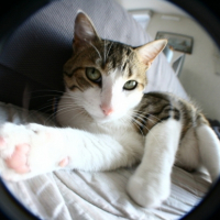 Photo #184029 de Simba