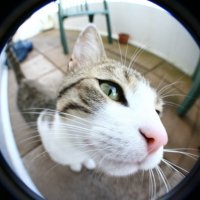Photo #184033 de Simba
