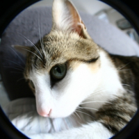Photo #184036 de Simba