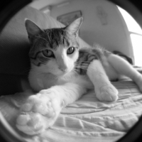 Photo #184044 de Simba
