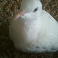 Photo #184050 de Coco