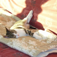 Relax 