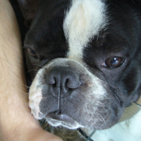 Photo #184052 de Maurice