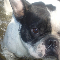 Photo #184058 de Maurice