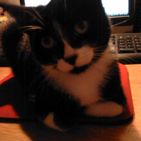 Photo #184117 de Capucine