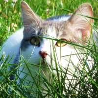Photo #184118 de Gismo