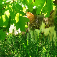 Photo #184141 de Gismo