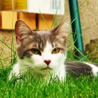 Photo #184146 de Gismo