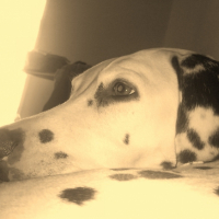 Photo #184186 de Texas