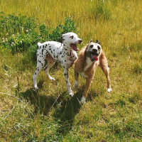 Photo #184201 de Texas