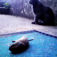 Photo #184208 de Ciboulette