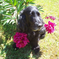 Photo #184236 de Dollie