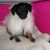 Photo #184253 de Chipeur