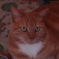 Photo #184254 de Felin