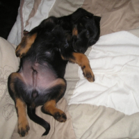 Photo #184255 de Chipeur