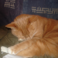 Photo #184256 de Felin