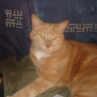 Photo #184257 de Felin