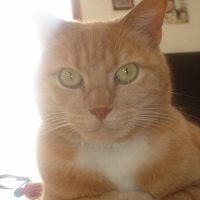 Photo #184258 de Felin