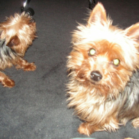 Photo #184272 de Stela