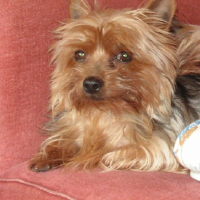 Photo #184275 de Stela