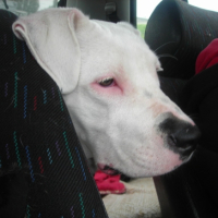 Photo #184281 de Bulma
