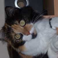 Photo #184320 de Comète