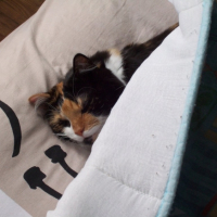 Photo #184321 de Comète