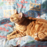 Photo #184331 de Tigrou