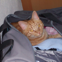Photo #184332 de Tigrou