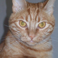 Photo #184333 de Tigrou