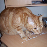 Photo #184335 de Tigrou