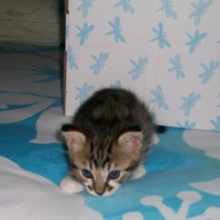 Photo #184346 de Lucky