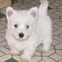 Photo #184401 de Enzo