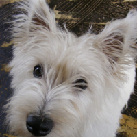 Photo #184406 de Enzo