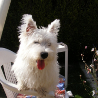 Photo #184415 de Enzo