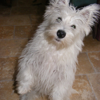 Photo #184421 de Enzo