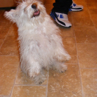 Photo #184427 de Enzo